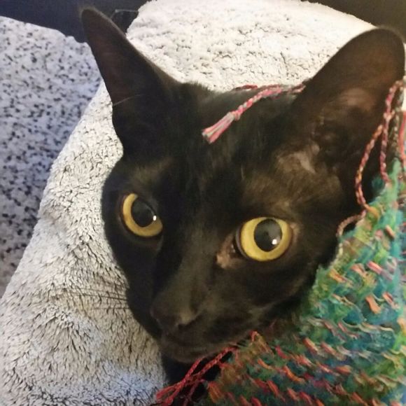 Meet your Posher, Erica - Picture 1 of 1